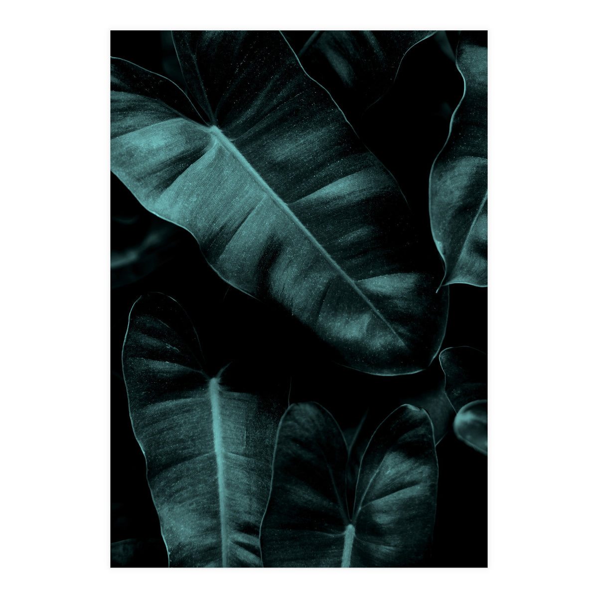 Dark Leafs (Print Only)