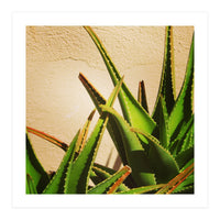 cacti and sunshine (Print Only)