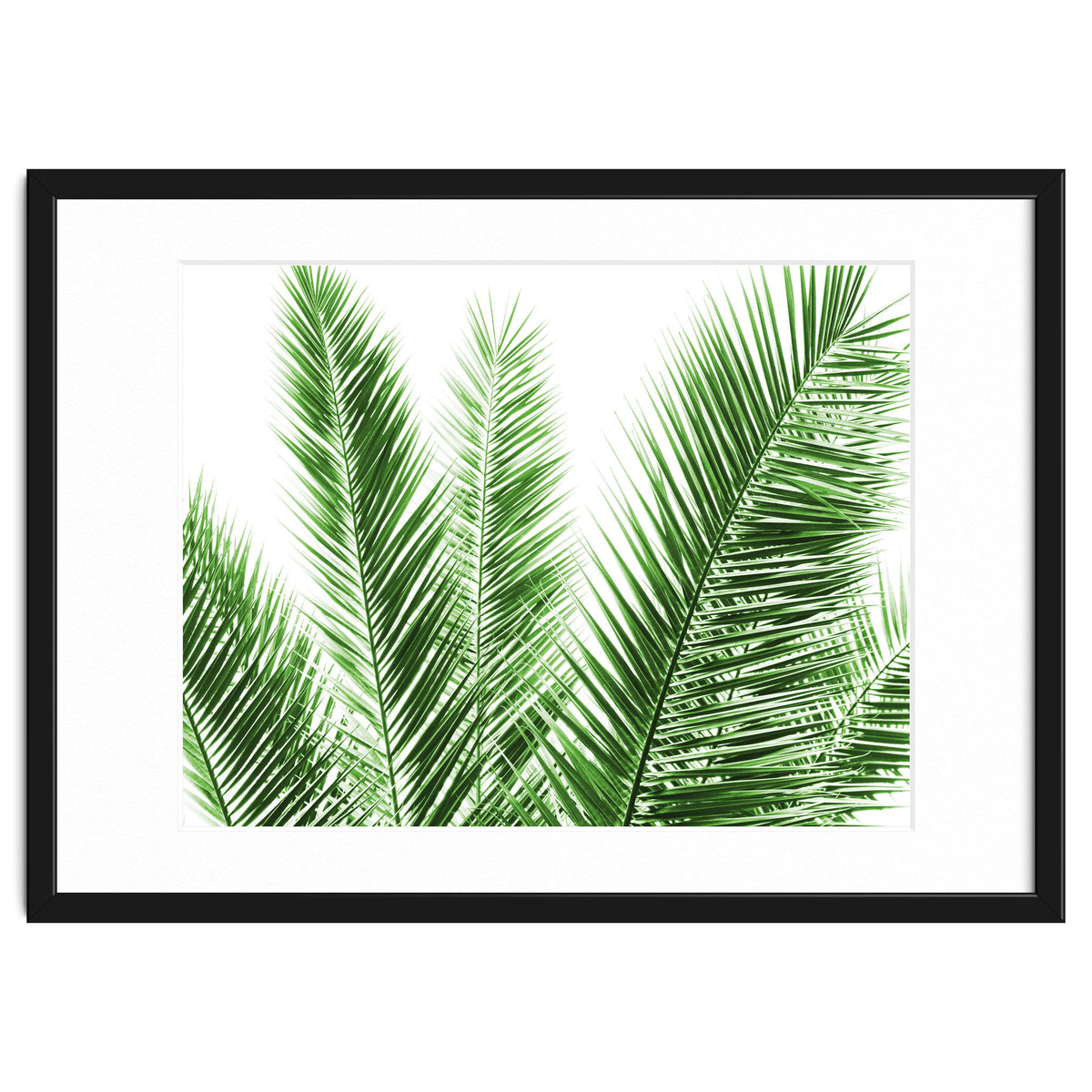 Palm Leaves