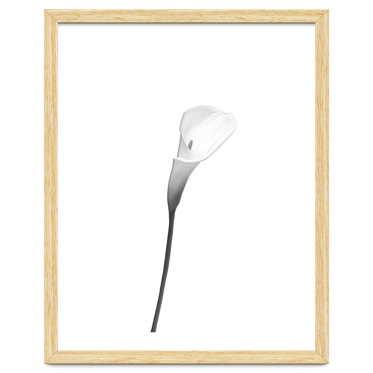 Calla | bright design