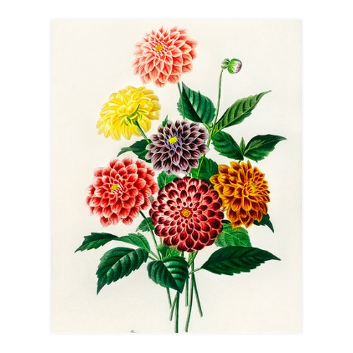 Dahlia illustrated (Print Only)
