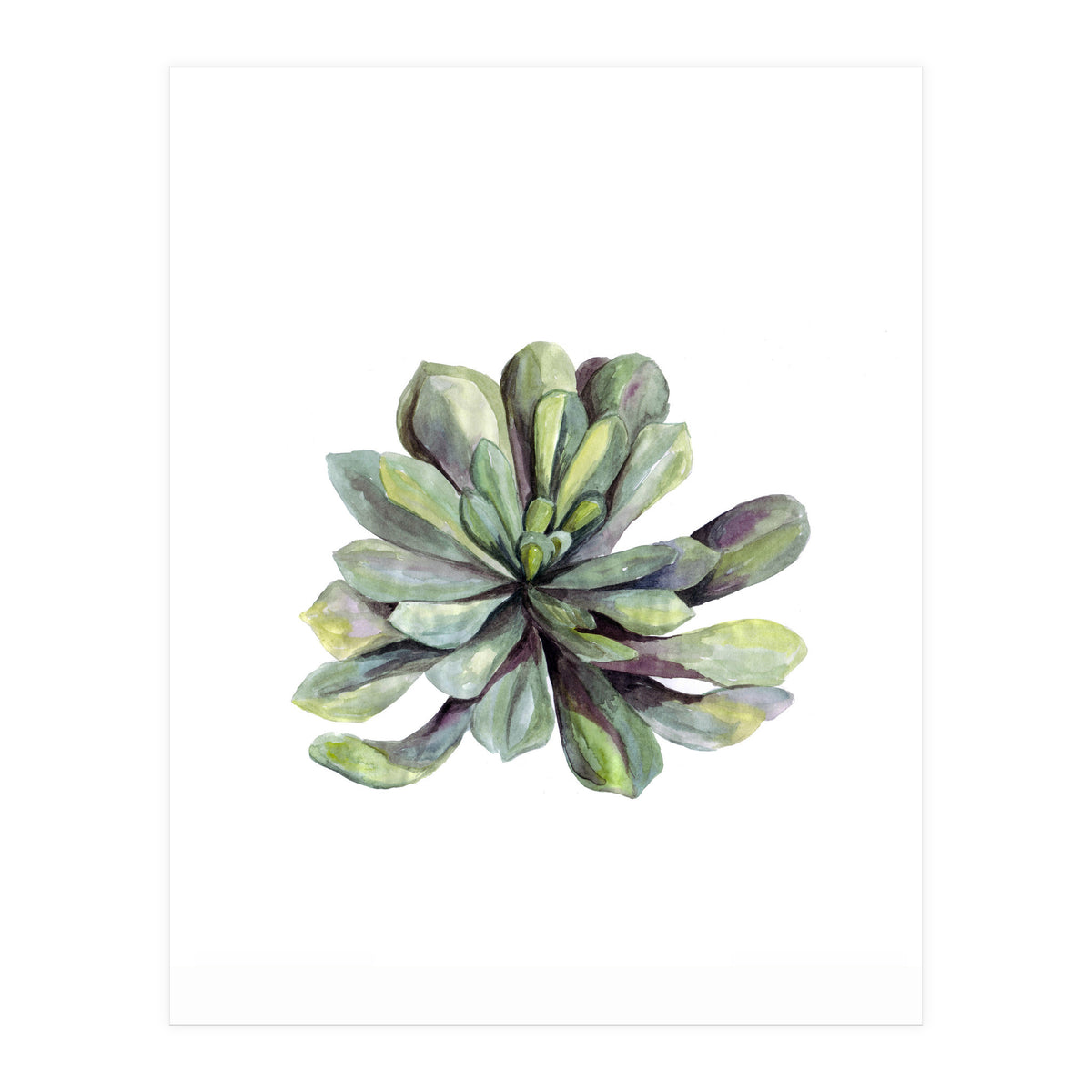 Botanical Illustration Succulent (Print Only)