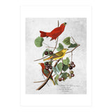 uccelli (Print Only) thumbnail