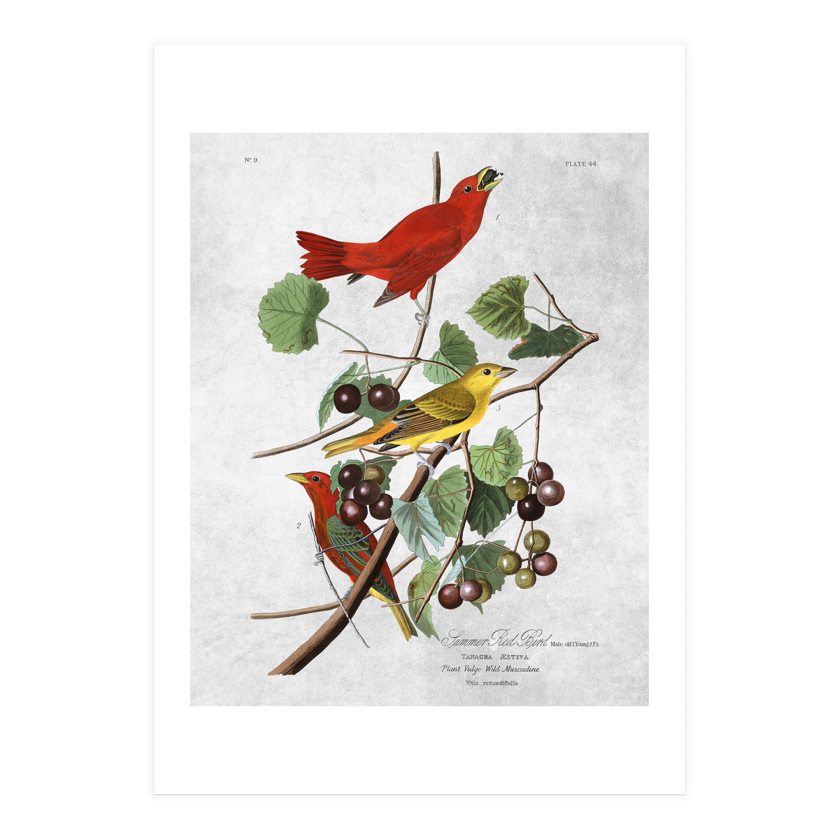 uccelli (Print Only)