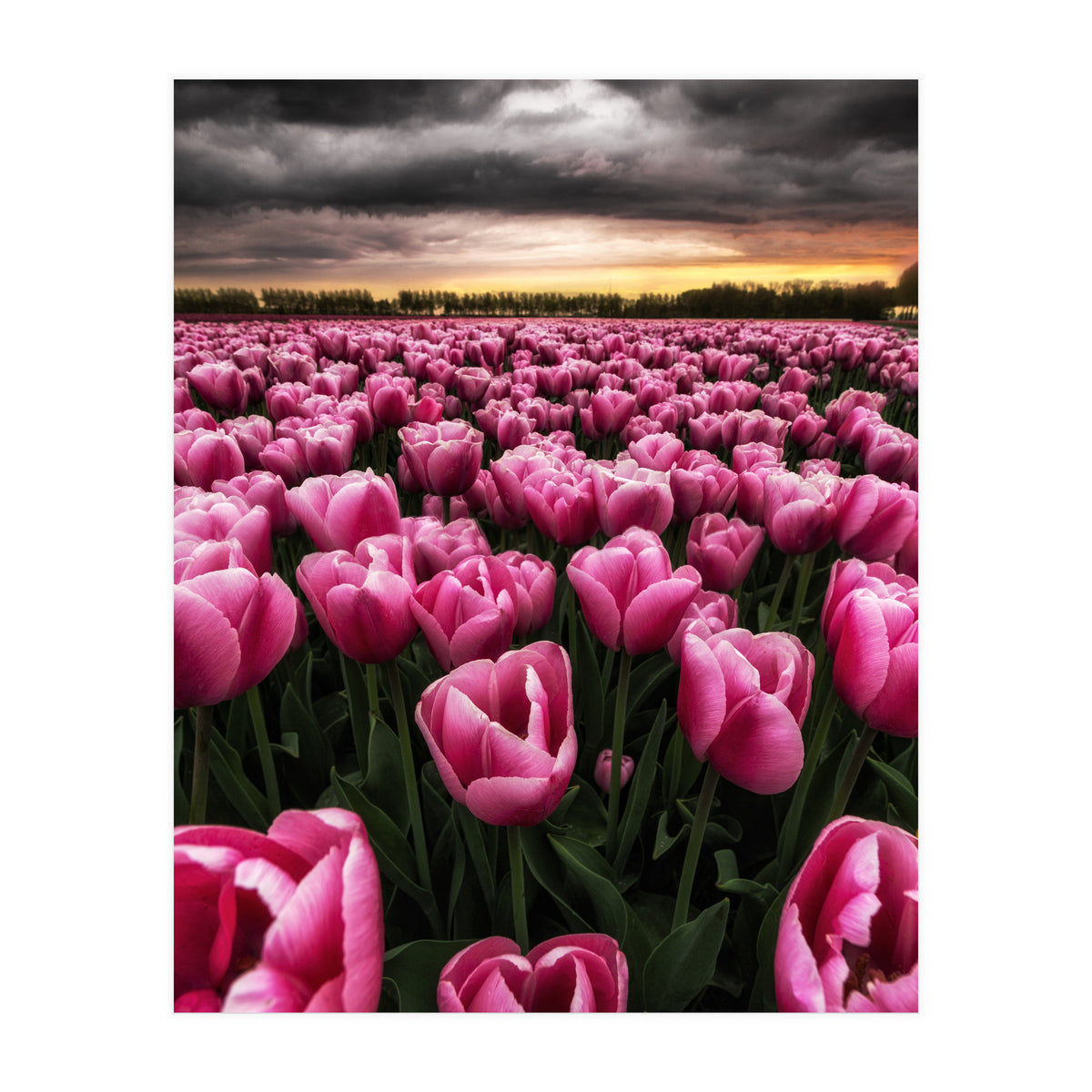 Spring Palette (Print Only)