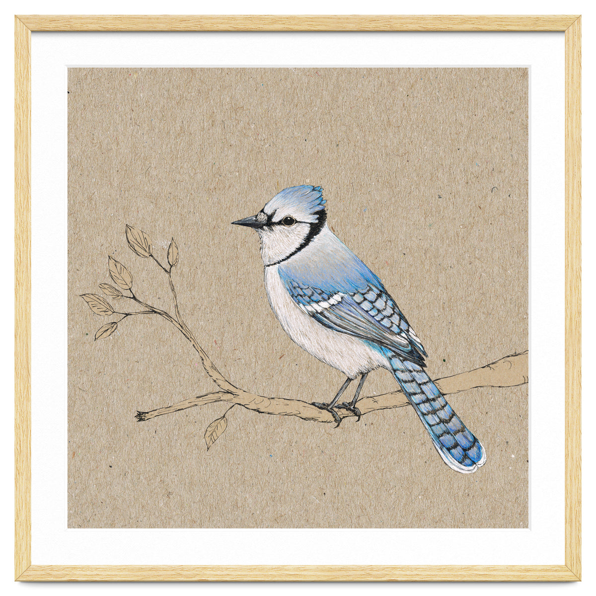 Blue jay