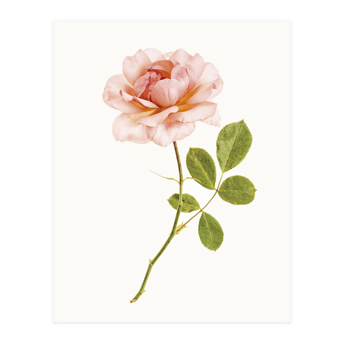 Cc Roses 01 (Print Only)