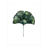 Botanical Illustration Ginko (Print Only) thumbnail