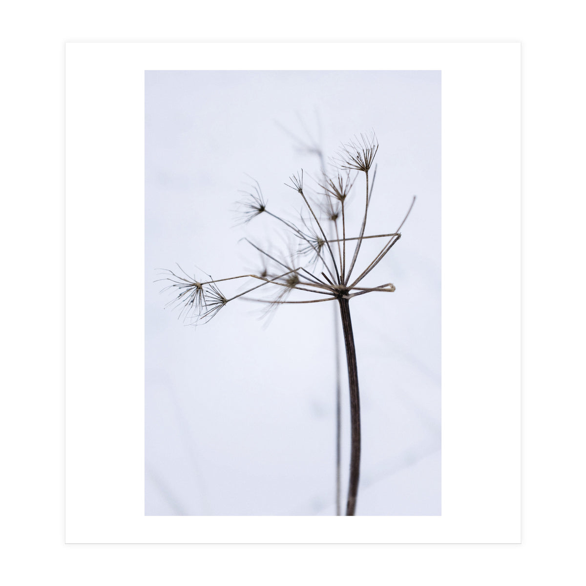 Wildflower in Winter (Print Only)