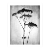 Sedum (Print Only) thumbnail