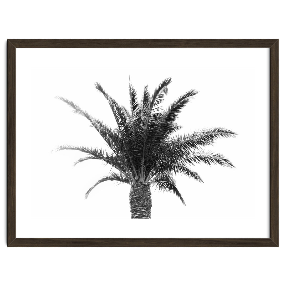 Palm Tree