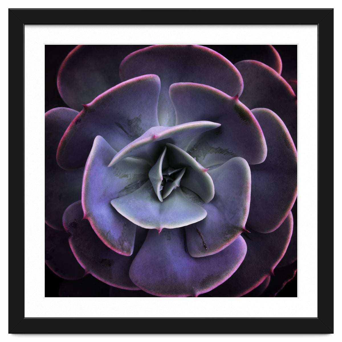 DARKSIDE OF SUCCULENTS VII