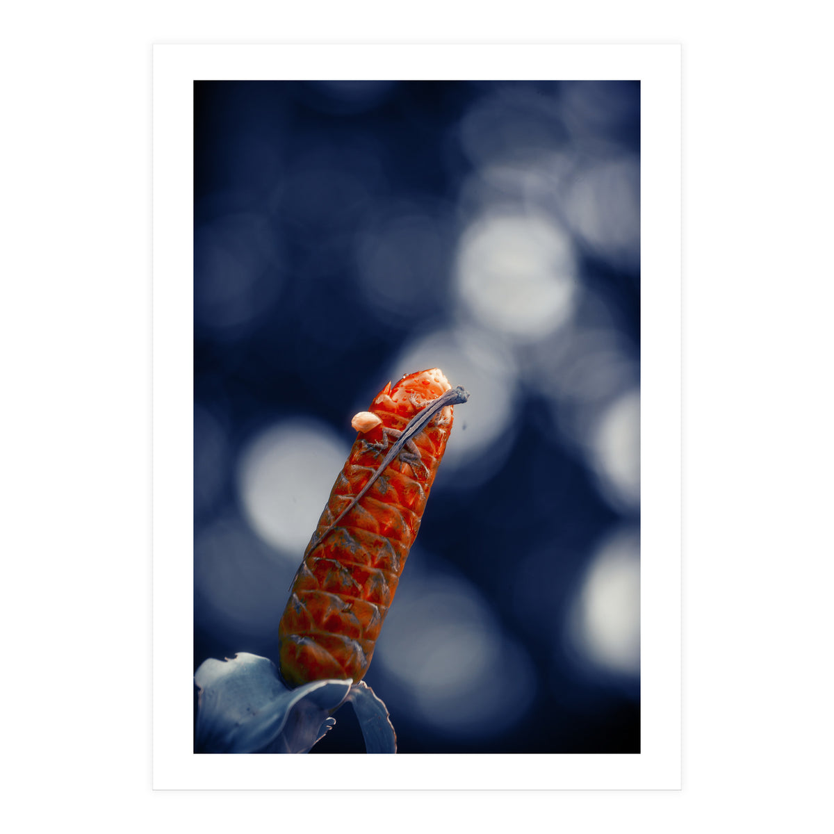 Red Ginger Flower (Print Only)