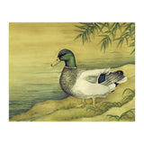 Mallard (Print Only) thumbnail