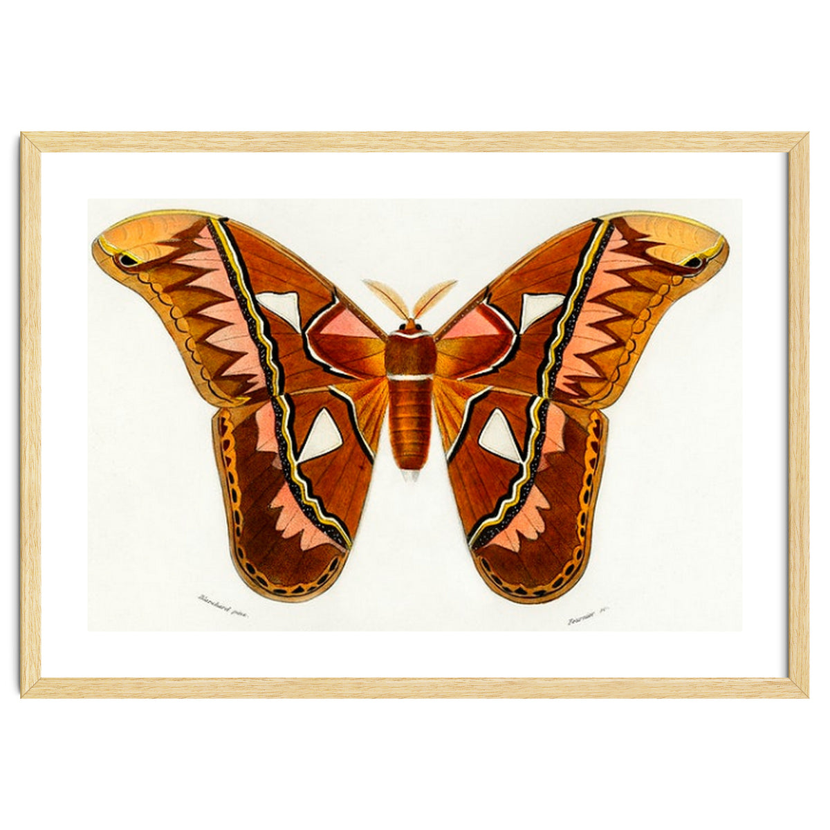 Attacus Atlas Moth illustrated