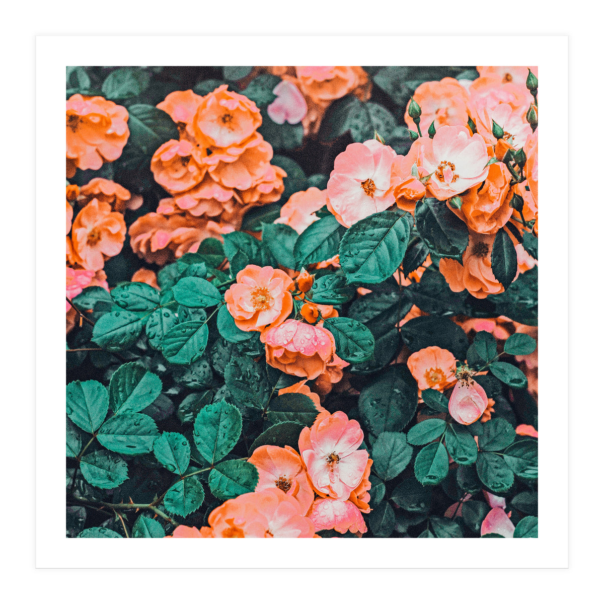 Vintage Blossom Ii (Print Only)