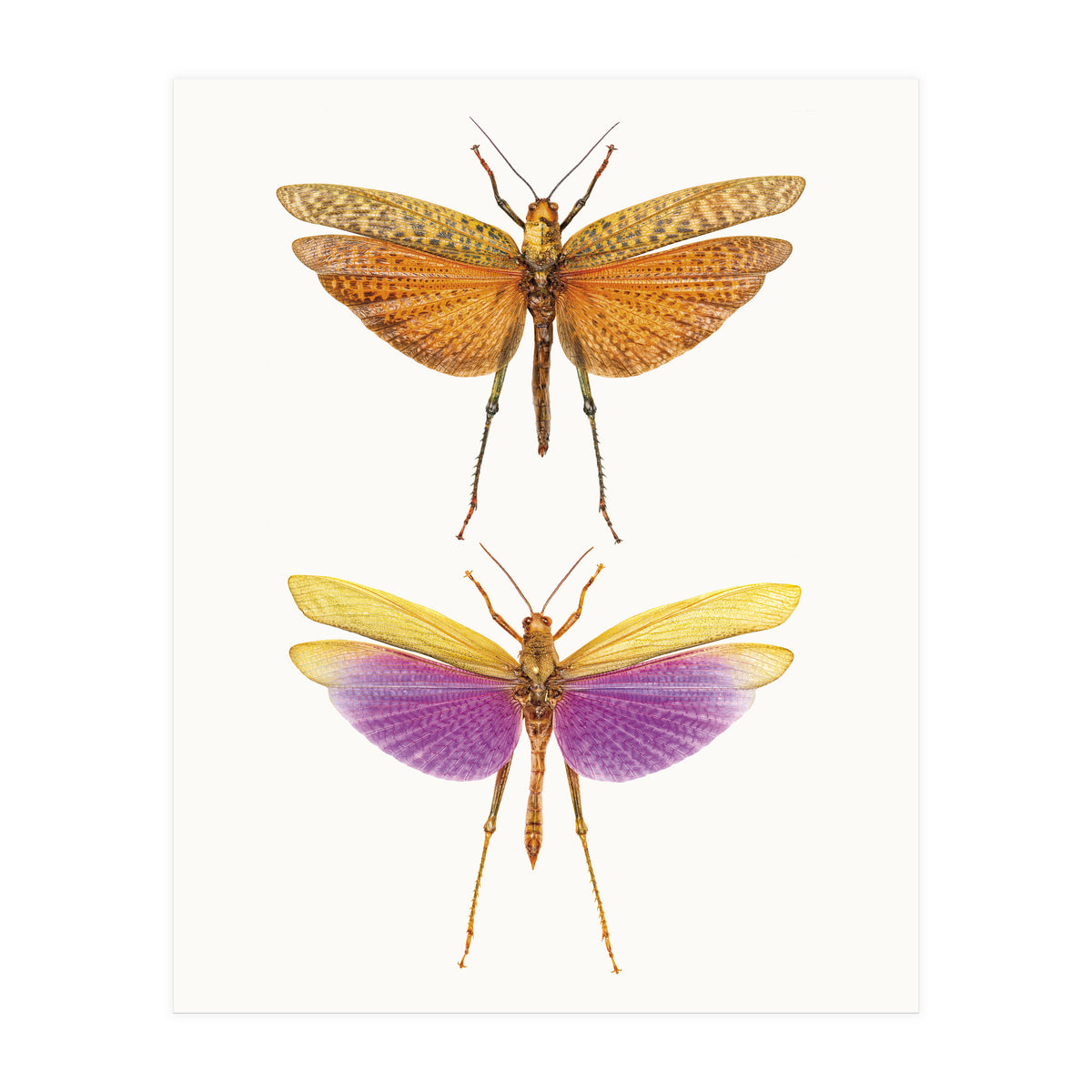 Cc Insects 01 (Print Only)