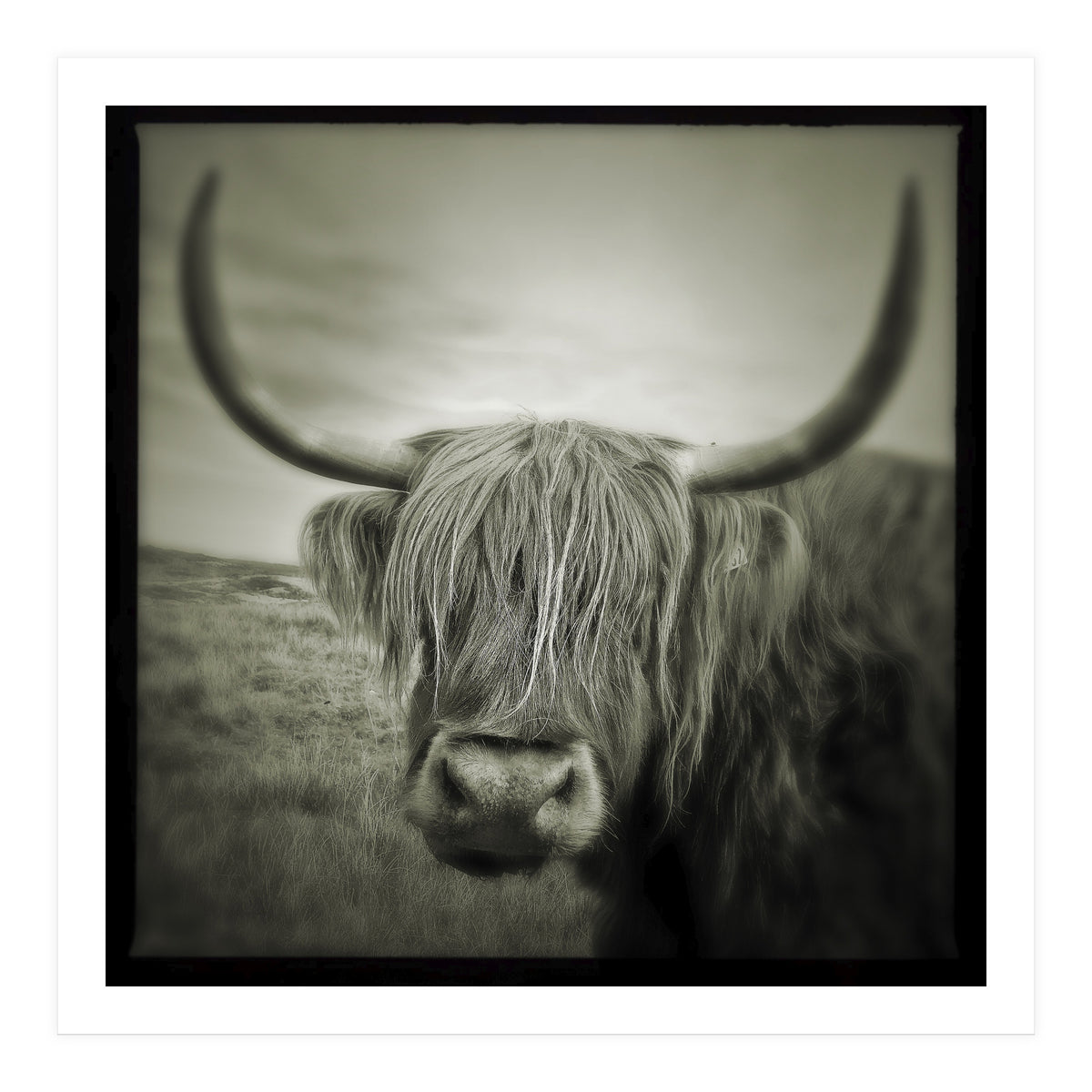 Elgol Cow (Print Only)