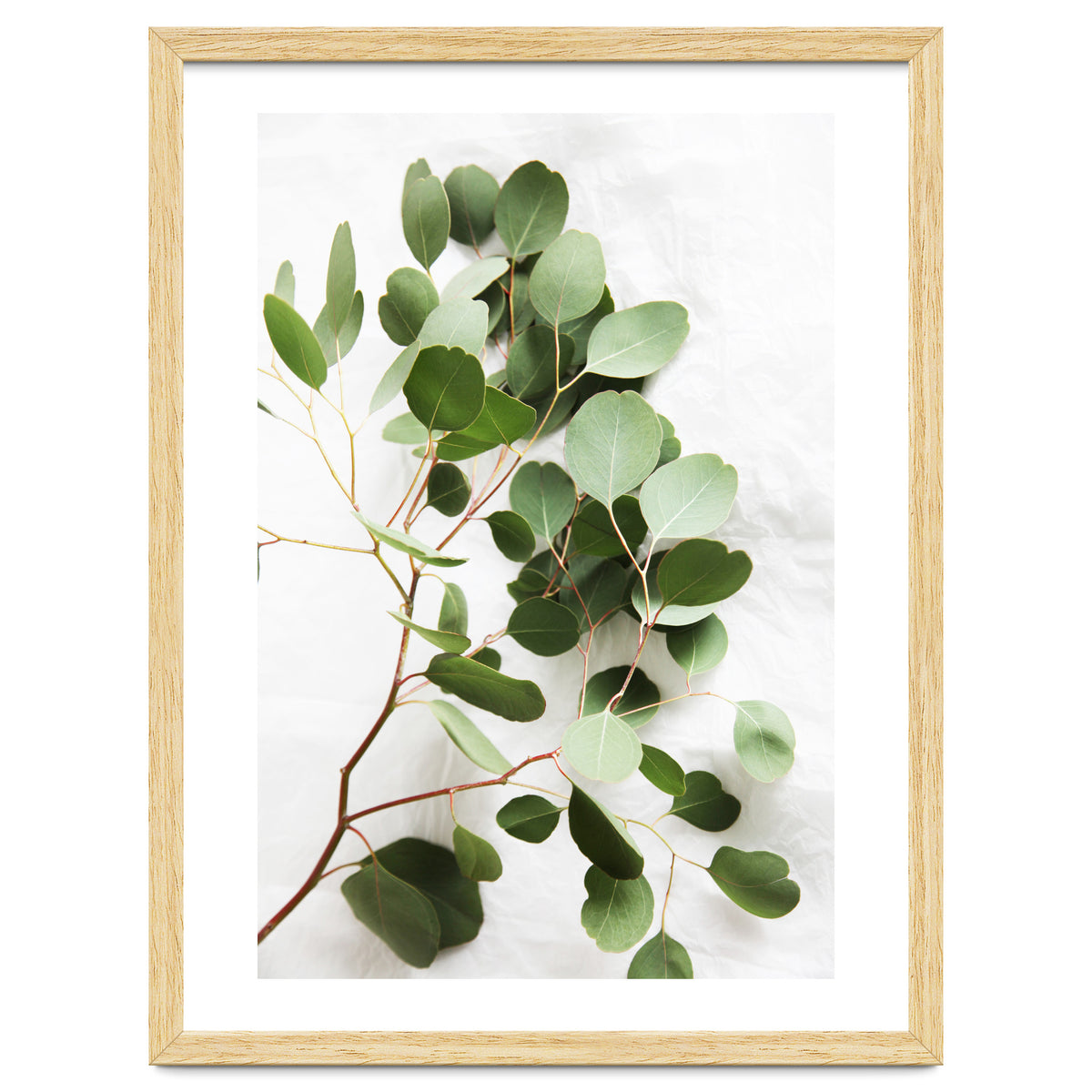 Eucalyptus