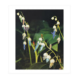 Fishflower (Print Only) thumbnail