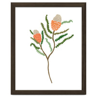 Banksia Flowers