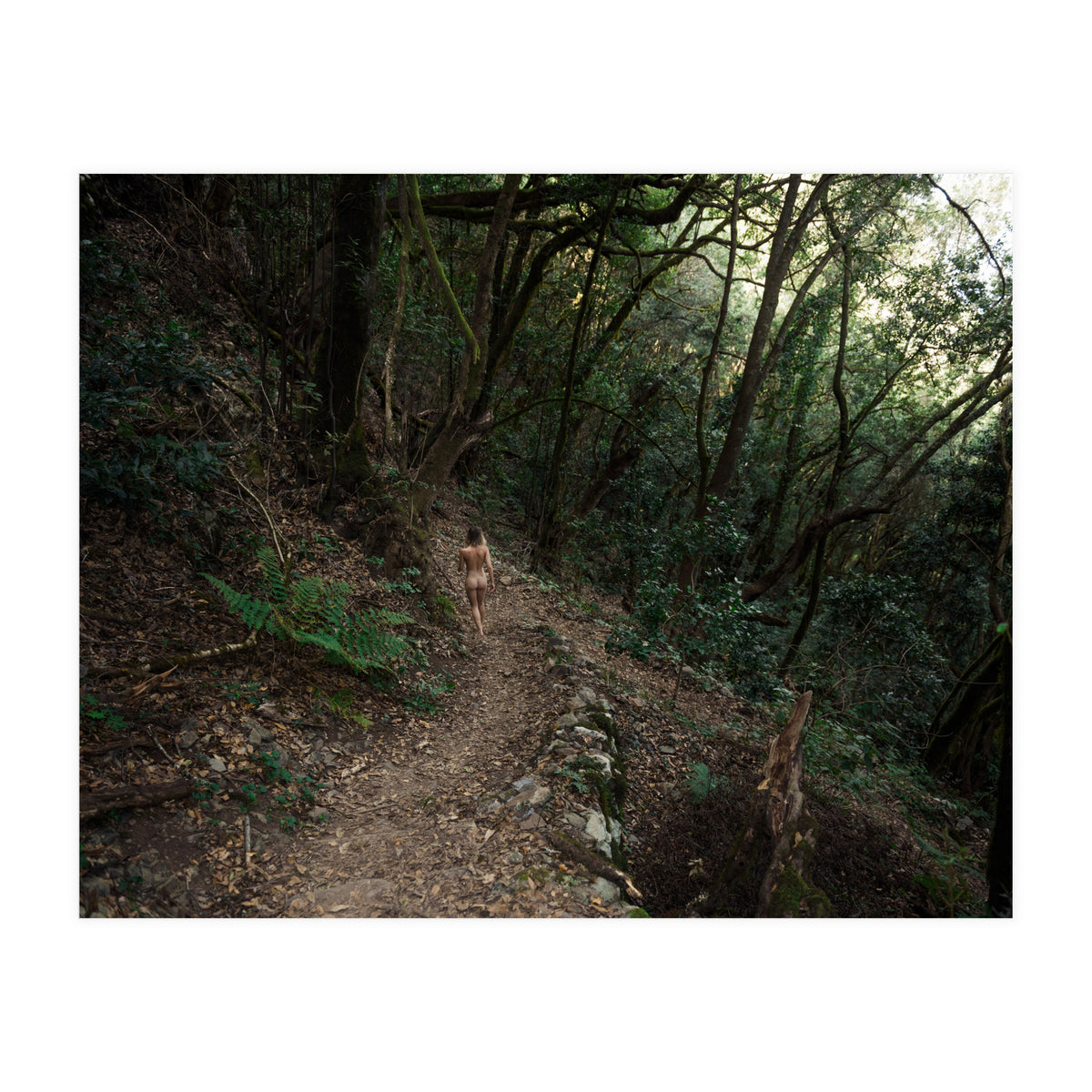 Into the Woods (Print Only)