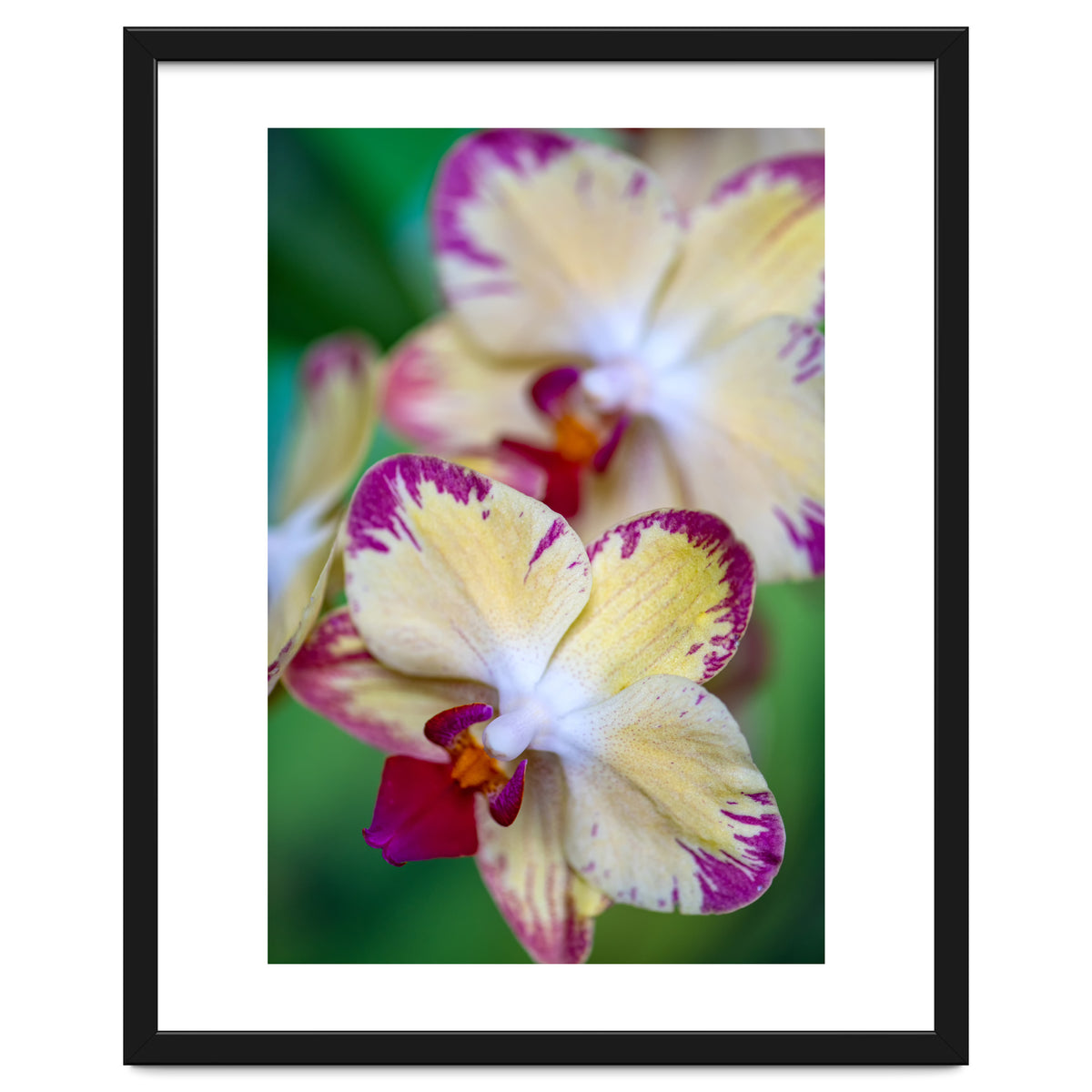 Orchidee Phalleanopsis