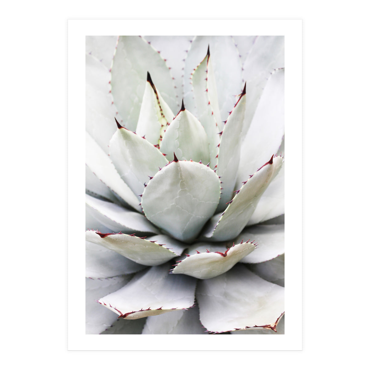 Agave plant (Print Only)