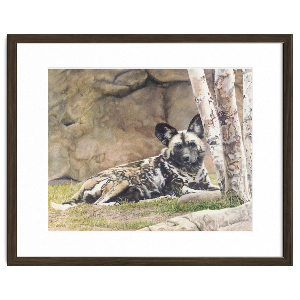 Afican Painted Dog IV - Imara