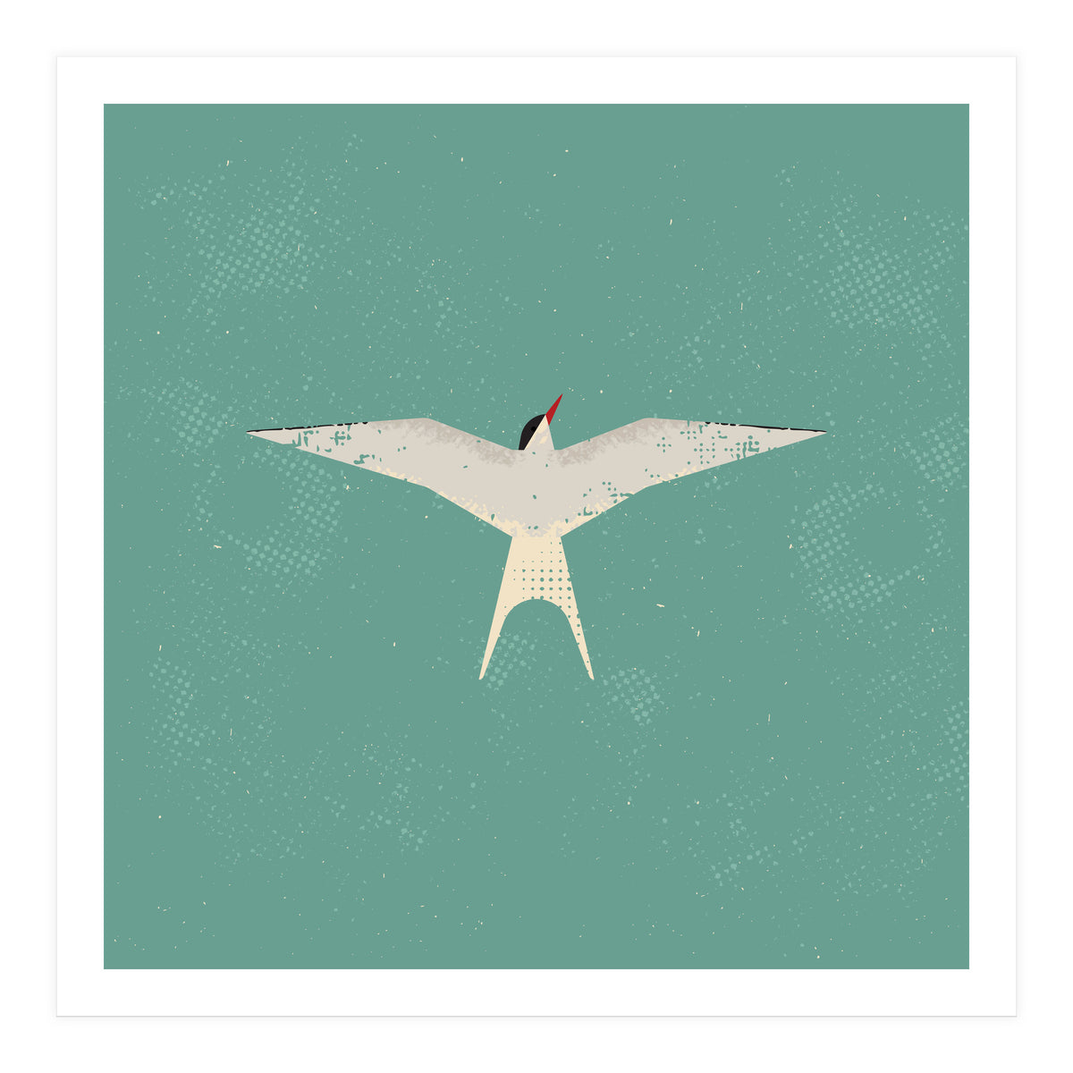 Arctic Tern (Print Only)
