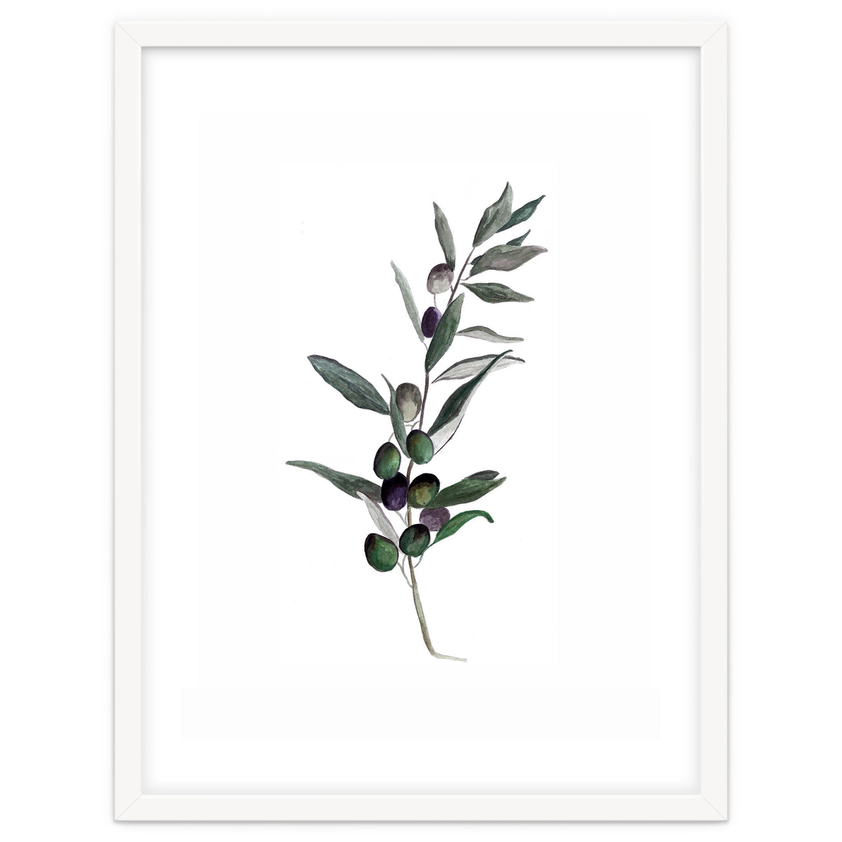 Botanical Illustration Olive