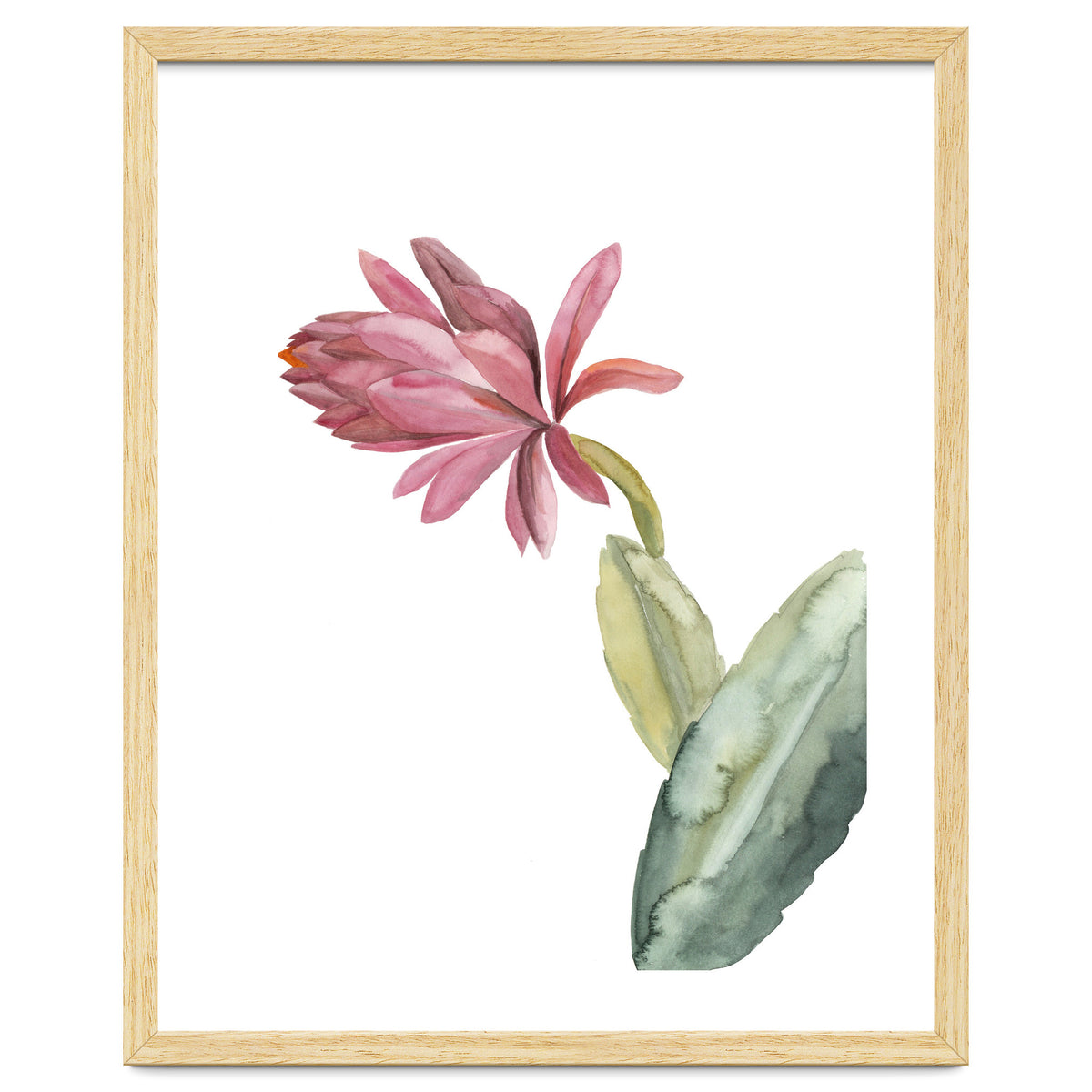 Botanical Illustration Pink Cactus Flower