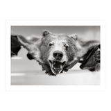 Bear Skin (Print Only) thumbnail