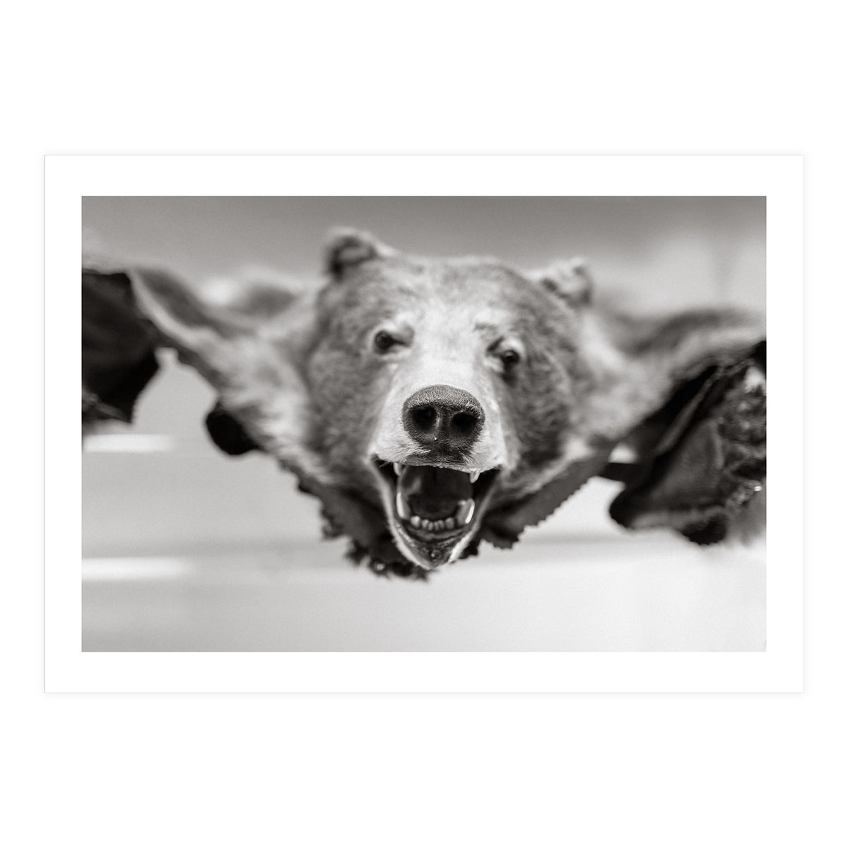 Bear Skin (Print Only)