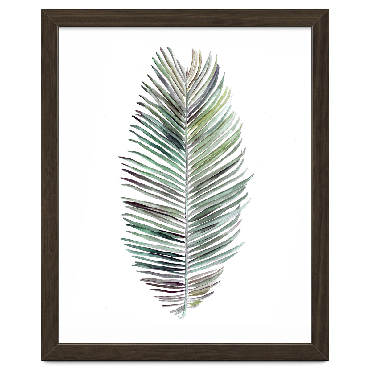 Botanical Illustration Cocos Palm