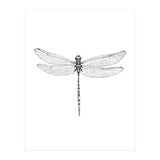 Dragonfly Wings (Print Only) thumbnail