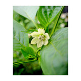 Blossom (Print Only) thumbnail