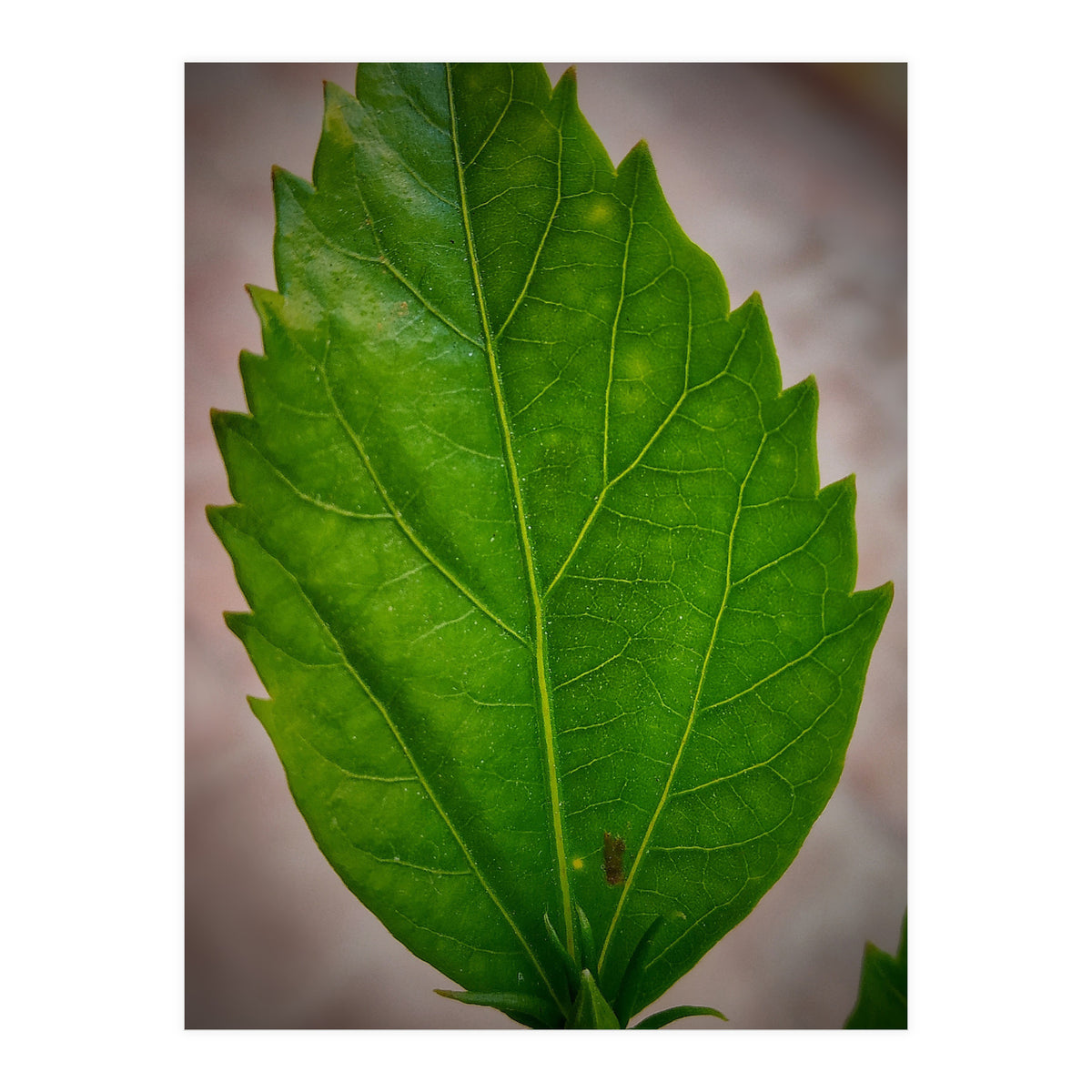 Hibiscus Plant Petal (Print Only)