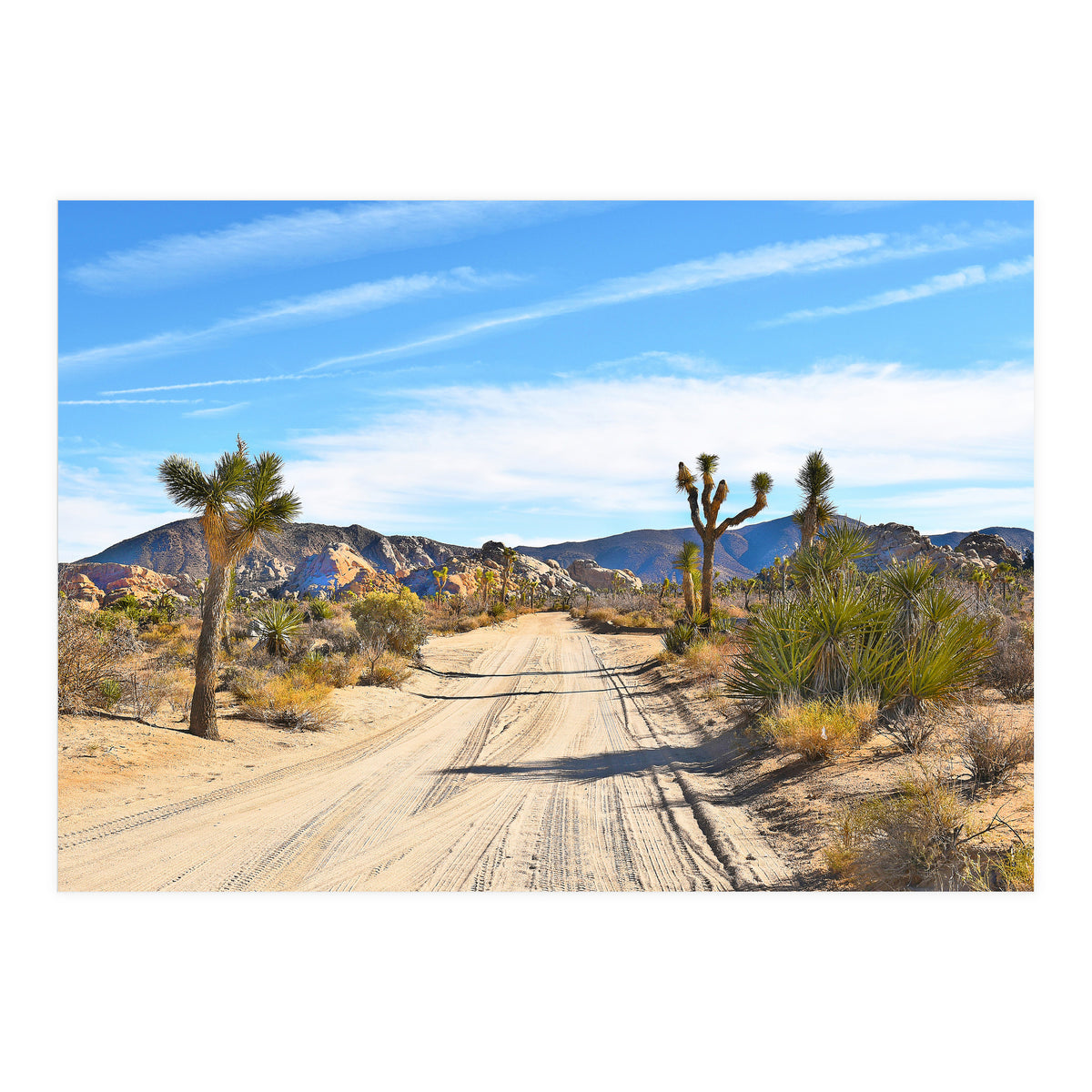 Joshua Tree II (Print Only)