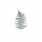 Botanical Illustration Silverfern (Print Only) thumbnail