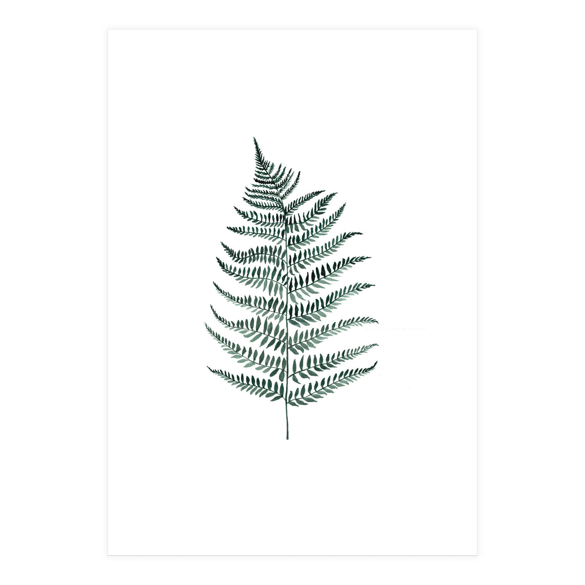 Botanical Illustration Silverfern (Print Only)