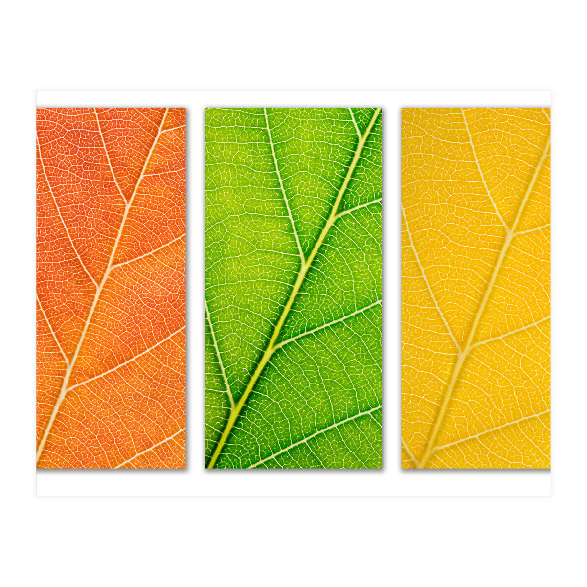 Autumn Leaves (Print Only)