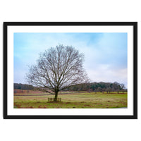 Young Oak Tree in Winter
