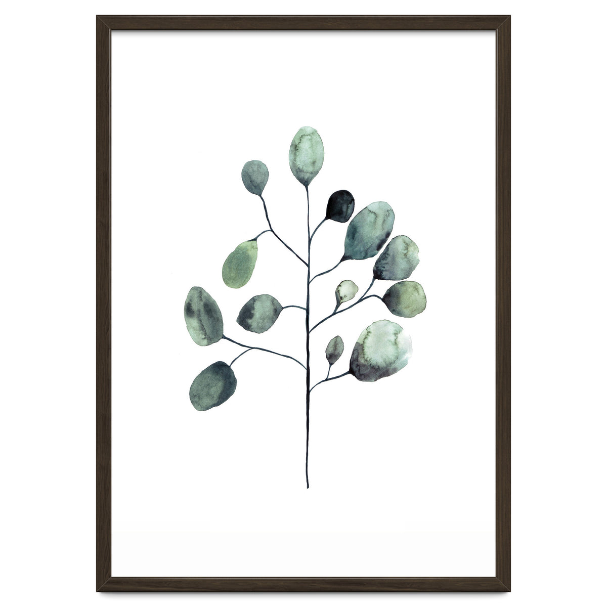 Botanical Illustration Eukalyptus