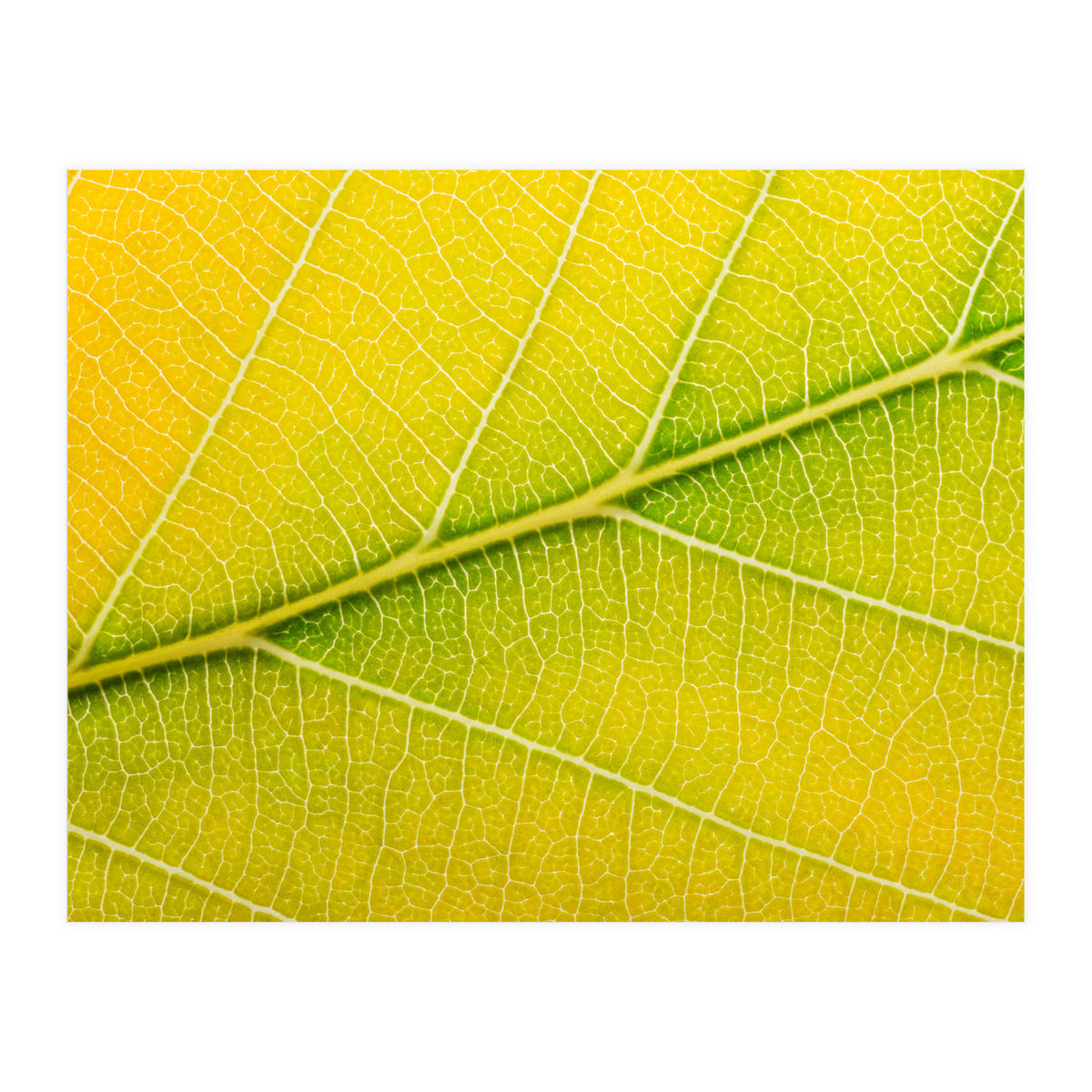 Autumn Leaf (Print Only)