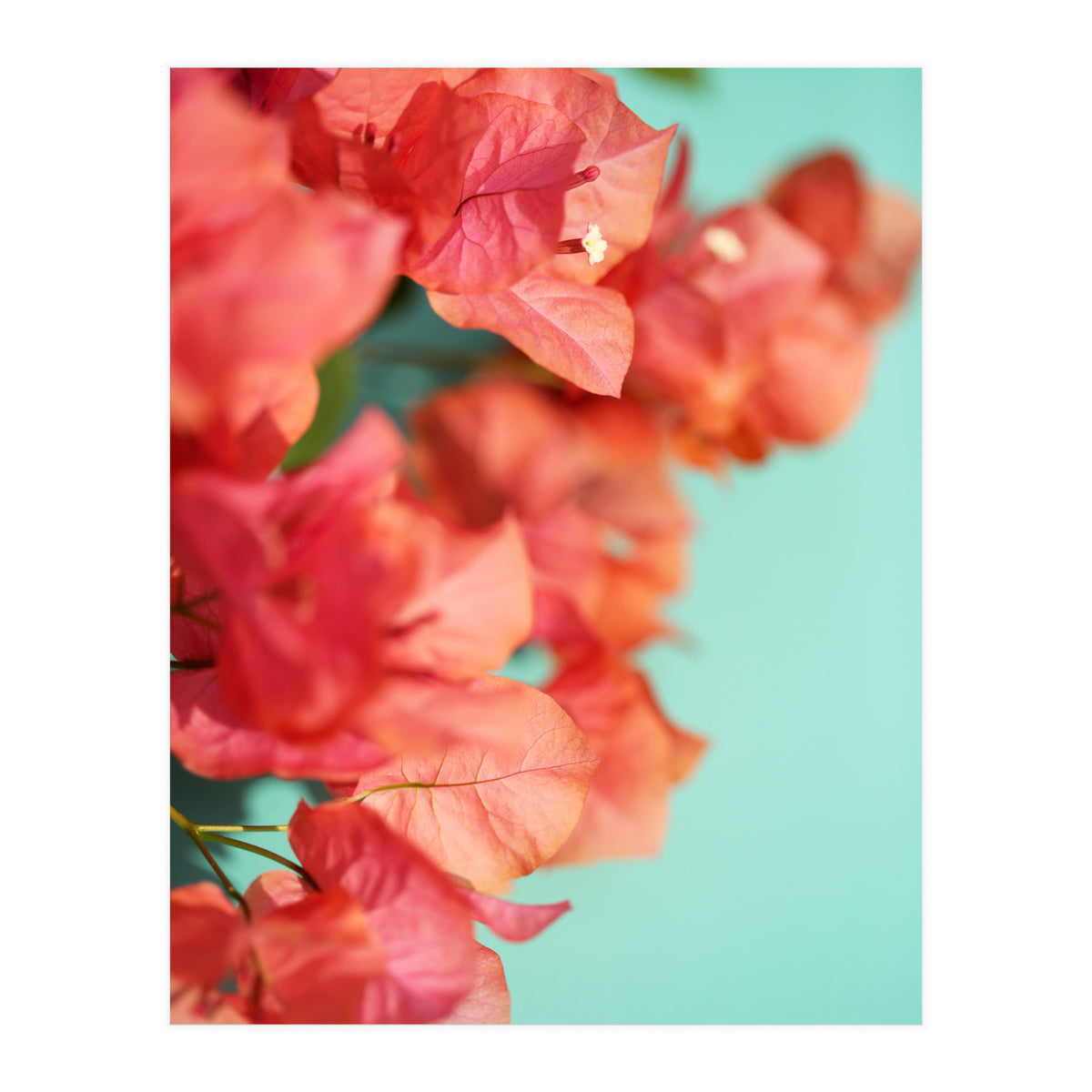 Bright Star #1  (Print Only)