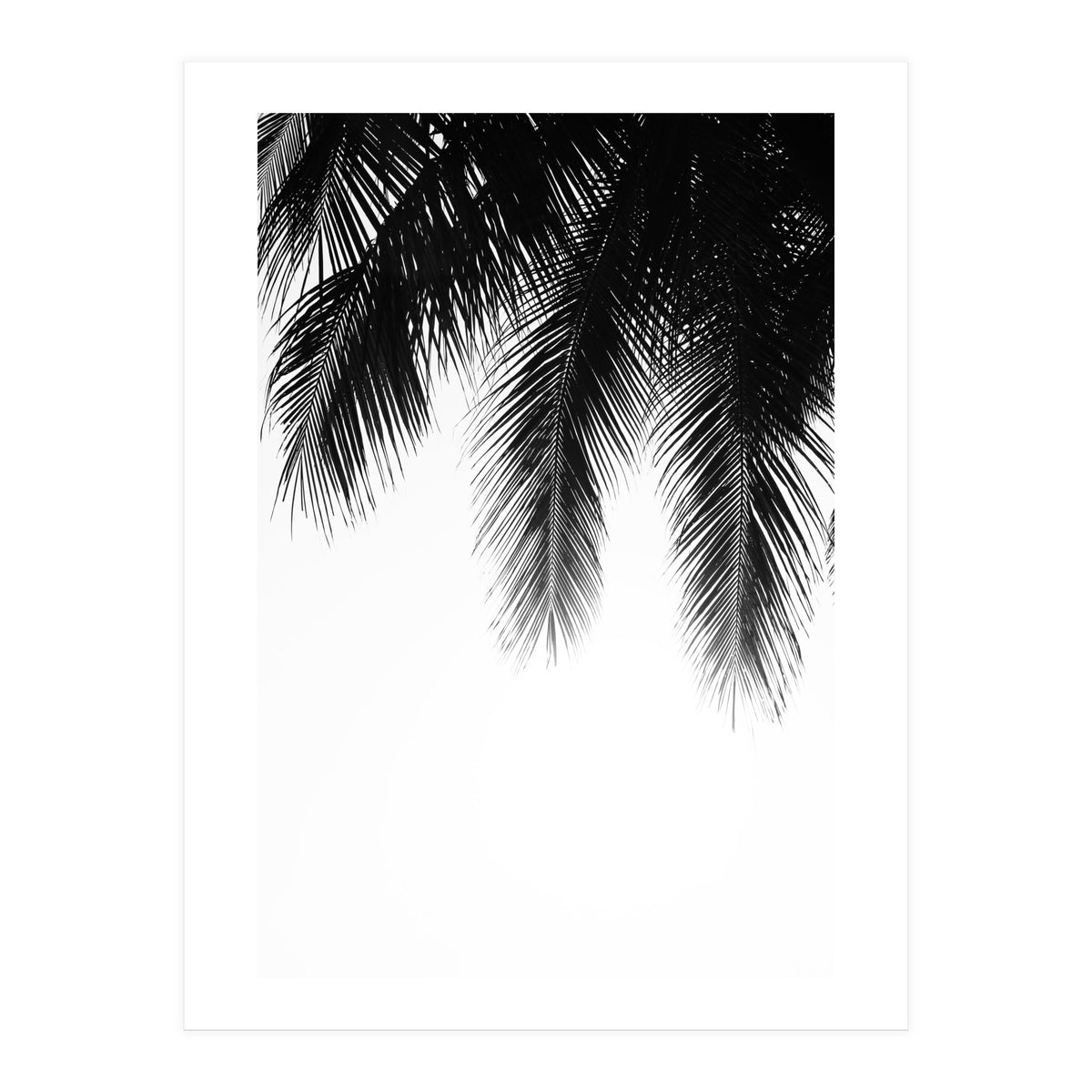 Palm leaves (Print Only)