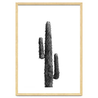 Cactus Black and White 01