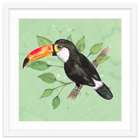 Toco toucan