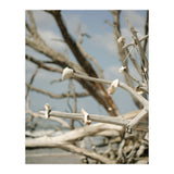 Seashells And Driftwood  (Print Only) thumbnail